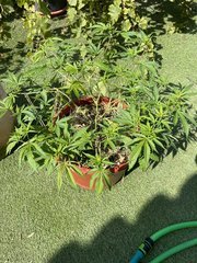 Strawpicanna #2