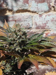 AFGHANI#1FLO 65 (2).JPG