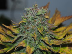 shiva skunk (9).JPG