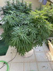 La Marquise #4
