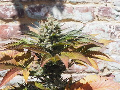 AFGHANI#1FLO 65 (11).JPG