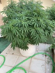 La Marquise #4