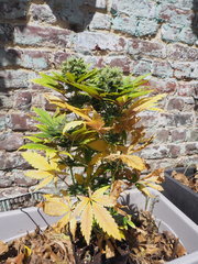 SKUNK FLO50 (2).JPG