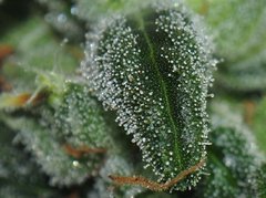 SILVER FIRE FLO63 (11).jpg