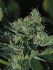 BLACK DOMINA FLO 65 (5)