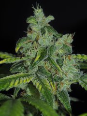 SILVER FIRE FLO63 (3).jpg