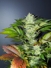 AFGHANI1 FLO 49 (9).JPG