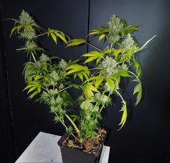 DURBAN FLO 63 (22).jpg