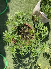 Strawpicanna #2