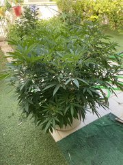 La Marquise #4