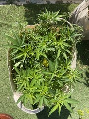 Strawpicanna #2