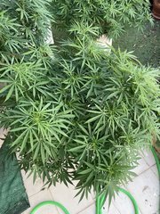 La Marquise #4