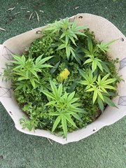 Strawpicanna #2