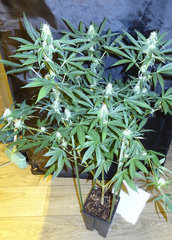 DSC00177.JPG