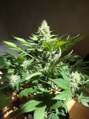black bomb