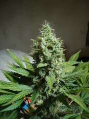 black bomb