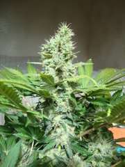 black bomb
