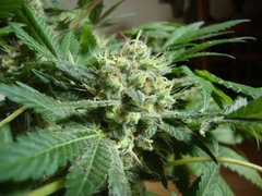 black bomb