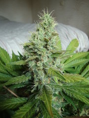 black bomb