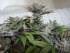 peyote purple