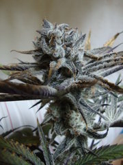 peyote purple