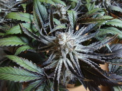 peyote purple