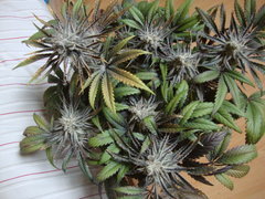 peyote purple