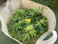 Strawpicanna #2