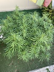 La Marquise #1