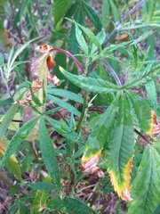 IMG_20210802_183050.jpg