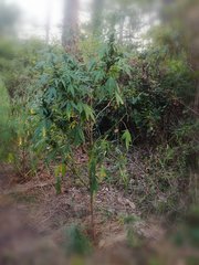 IMG_20210802_233720.jpg