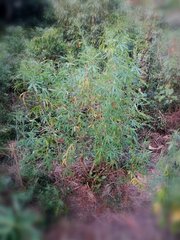 IMG_20210802_234214.jpg