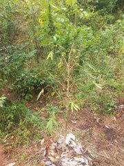 IMG_20210811_150323_1.jpg