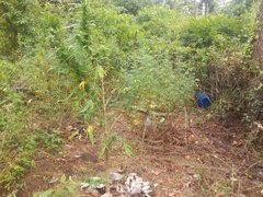 IMG_20210811_150336.jpg