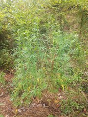 IMG_20210811_150427.jpg