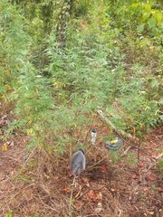 IMG_20210811_150552.jpg