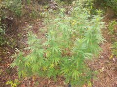 IMG_20210811_150621.jpg