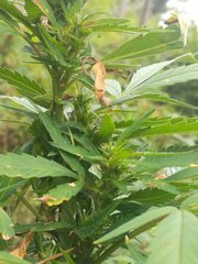 IMG_20210811_150739.jpg