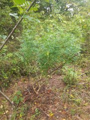 IMG_20210811_150927.jpg