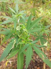 IMG_20210811_151017.jpg
