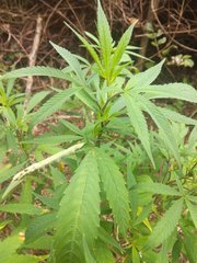 IMG_20210811_151324.jpg
