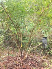 IMG_20210811_151531.jpg