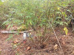 IMG_20210811_151611.jpg