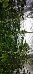 IMG_20210812_164408.jpg
