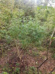 IMG_20210816_172351.jpg