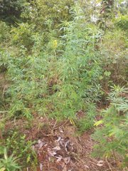 IMG_20210816_172746.jpg
