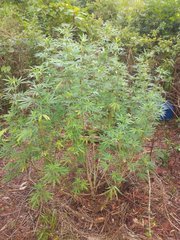 IMG_20210816_172752.jpg