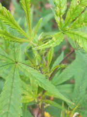 IMG_20210816_174207.jpg