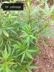 IMG_20210821_174912.jpg