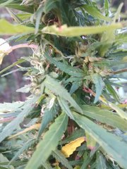 IMG_20210827_180538_1.jpg